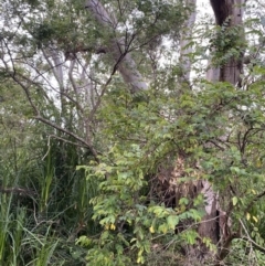 Breynia oblongifolia at Long Beach, NSW - 13 Jan 2023