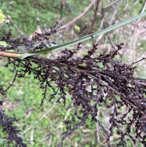 Gahnia sieberiana at Long Beach, NSW - 13 Jan 2023