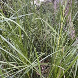 Gahnia sieberiana at Long Beach, NSW - 13 Jan 2023