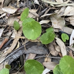 Hydrocotyle bonariensis (Pennywort) at Long Beach, NSW - 12 Jan 2023 by natureguy