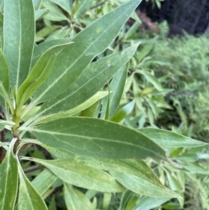 Myoporum acuminatum at Long Beach, NSW - 13 Jan 2023