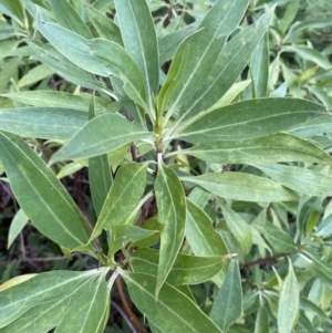 Myoporum acuminatum at Long Beach, NSW - 13 Jan 2023