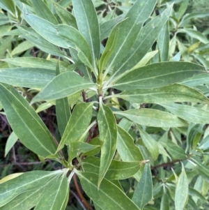 Myoporum acuminatum at Long Beach, NSW - 13 Jan 2023 06:10 AM