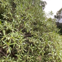 Myoporum acuminatum at Long Beach, NSW - 13 Jan 2023