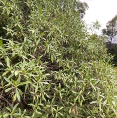 Myoporum acuminatum at Long Beach, NSW - 13 Jan 2023 06:10 AM