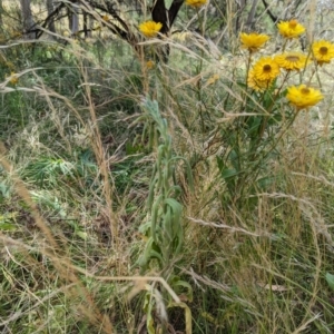 Erigeron sp. at Hackett, ACT - 13 Jan 2023 10:58 AM