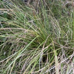 Carex longebrachiata (Bergalia Tussock) at Long Beach, NSW - 12 Jan 2023 by natureguy