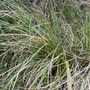 Carex longebrachiata at Long Beach, NSW - 12 Jan 2023