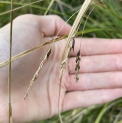 Carex longebrachiata at Long Beach, NSW - 12 Jan 2023 06:52 PM