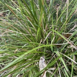 Carex longebrachiata at Long Beach, NSW - 12 Jan 2023