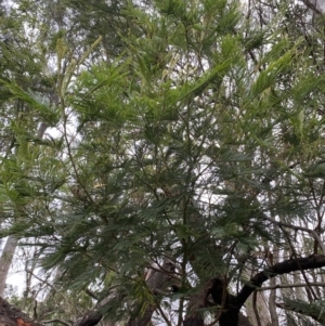 Acacia mearnsii at Long Beach, NSW - 12 Jan 2023