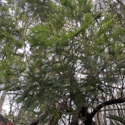 Acacia mearnsii (Black Wattle) at Long Beach, NSW - 12 Jan 2023 by natureguy