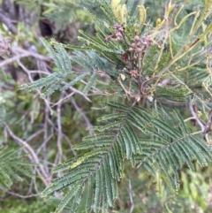 Acacia mearnsii at Long Beach, NSW - 12 Jan 2023
