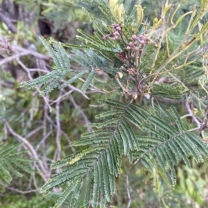 Acacia mearnsii at Long Beach, NSW - 12 Jan 2023 06:51 PM