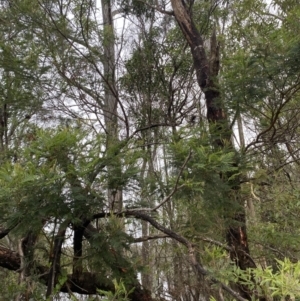 Acacia mearnsii at Long Beach, NSW - 12 Jan 2023