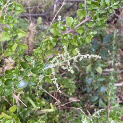 Rhagodia candolleana subsp. candolleana (Seaberry Saltbush) at Long Beach, NSW - 12 Jan 2023 by natureguy