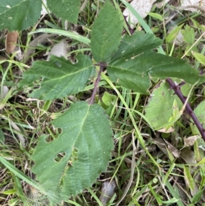 Rubus sp. at Long Beach, NSW - 12 Jan 2023