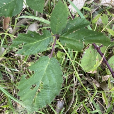 Rubus fruticosus species aggregate (Blackberry) at Long Beach, NSW - 12 Jan 2023 by natureguy