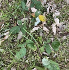 Rubus fruticosus species aggregate at Long Beach, NSW - 12 Jan 2023