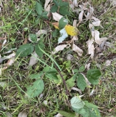 Rubus fruticosus species aggregate at Long Beach, NSW - 12 Jan 2023 06:50 PM