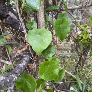 Stephania japonica var. discolor at Long Beach, NSW - 12 Jan 2023