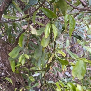 Gynochthodes jasminoides at Long Beach, NSW - 12 Jan 2023