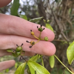 Gynochthodes jasminoides at Long Beach, NSW - 12 Jan 2023