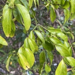 Gynochthodes jasminoides at Long Beach, NSW - 12 Jan 2023 06:49 PM