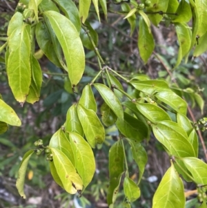 Gynochthodes jasminoides at Long Beach, NSW - 12 Jan 2023