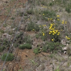 Rutidosis leiolepis (Monaro Golden Daisy) at Nimmitabel, NSW - 18 Nov 2018 by AndyRoo