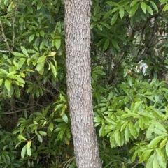 Acacia implexa (Hickory Wattle, Lightwood) at Long Beach, NSW - 12 Jan 2023 by natureguy