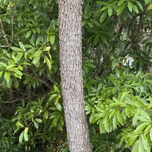 Acacia implexa at Long Beach, NSW - 12 Jan 2023