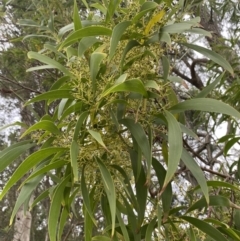 Acacia implexa at Long Beach, NSW - 12 Jan 2023 06:49 PM