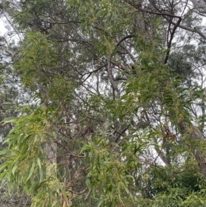 Acacia implexa at Long Beach, NSW - 12 Jan 2023