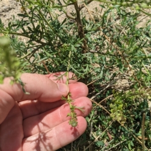 Lepidium bonariense at Yarralumla, ACT - 13 Jan 2023