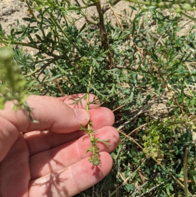 Lepidium bonariense (Argentine Peppercress) at Yarralumla, ACT - 13 Jan 2023 by MattM