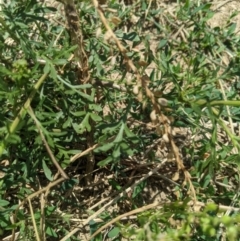 Lepidium bonariense at Yarralumla, ACT - 13 Jan 2023