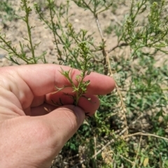 Lepidium bonariense at Yarralumla, ACT - 13 Jan 2023