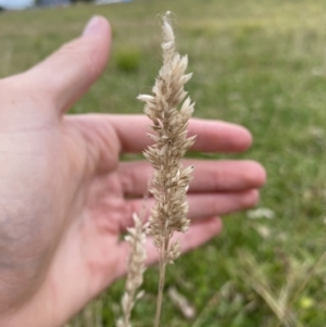 Holcus lanatus at Long Beach, NSW - 12 Jan 2023 06:47 PM