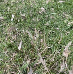 Holcus lanatus at Long Beach, NSW - 12 Jan 2023 06:47 PM