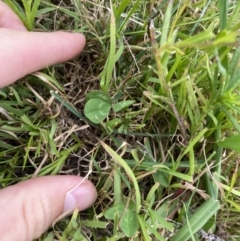 Trifolium repens (White Clover) at Long Beach, NSW - 12 Jan 2023 by natureguy