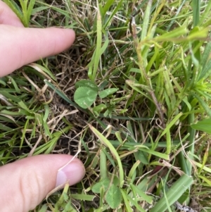 Trifolium repens at Long Beach, NSW - 12 Jan 2023