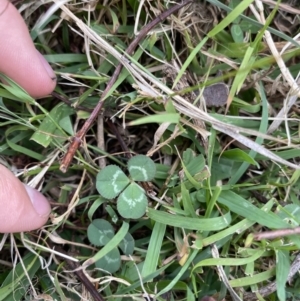 Trifolium repens at Long Beach, NSW - 12 Jan 2023