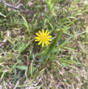 Senecio madagascariensis at Long Beach, NSW - 12 Jan 2023 06:46 PM