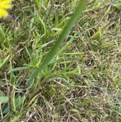 Senecio madagascariensis at Long Beach, NSW - 12 Jan 2023 06:46 PM