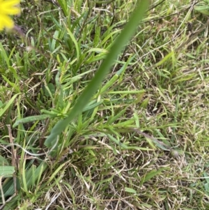 Senecio madagascariensis at Long Beach, NSW - 12 Jan 2023