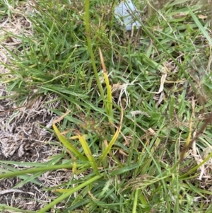 Cyperus polystachyos at Long Beach, NSW - 12 Jan 2023 06:44 PM