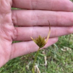 Cyperus polystachyos at Long Beach, NSW - 12 Jan 2023 06:44 PM