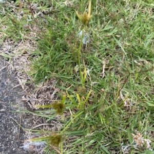 Cyperus polystachyos at Long Beach, NSW - 12 Jan 2023