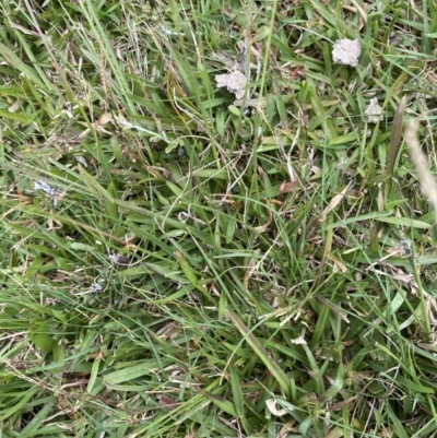 Sporobolus africanus (Parramatta Grass, Rat's Tail Grass) at Long Beach, NSW - 12 Jan 2023 by natureguy